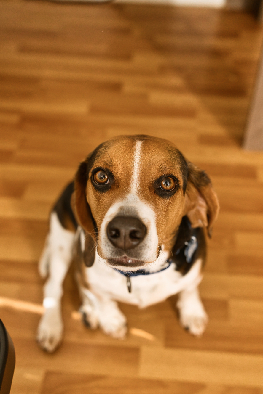 Pete - Photo 8