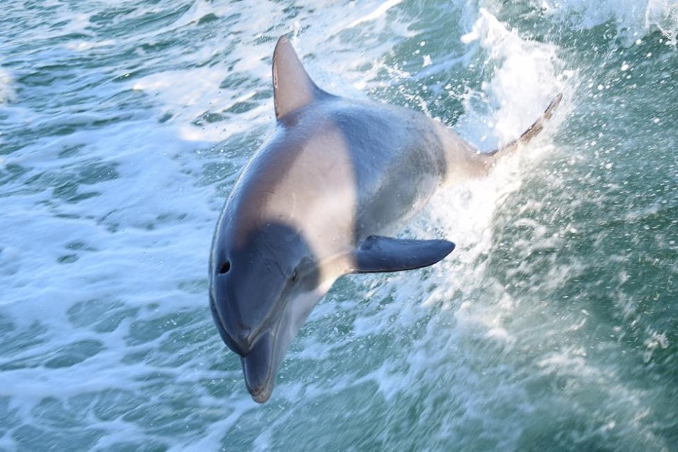 Panama City Beach Snorkeling & Dolphin Tours LLC offers guided snorkeling and swimming alongside wild dolphins on beautiful Panama City Beach, Florida. This once-in-a lifetime experience is available to all ages, including families and individuals.