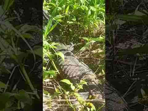Booloumba Creek wildlife # goannas # best camping sites south Queensland # reptiles # antscarnage