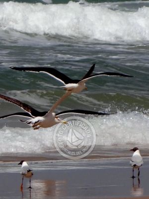 Cabo Polonio - Localidad