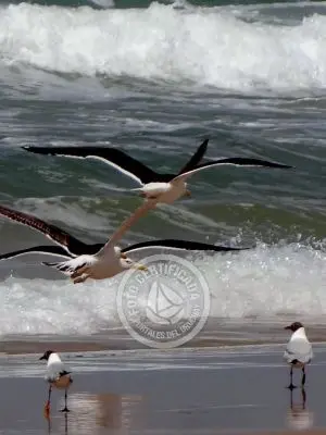 Cabo Polonio - Localidad