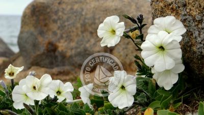 Cabo Polonio - Localidad