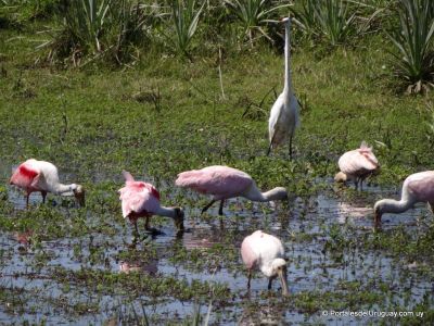 Espátulas rosadas te reciben en Valizas