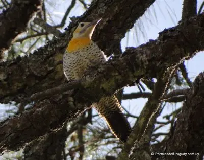 Lavalleja - Localidades