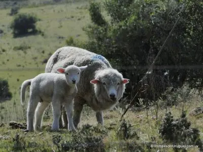 Lavalleja - Localidades