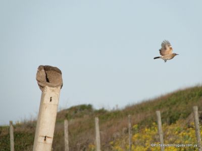 El hornero saliendo de su casa en Punta Negra