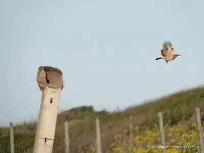 Punta Negra - Localidades