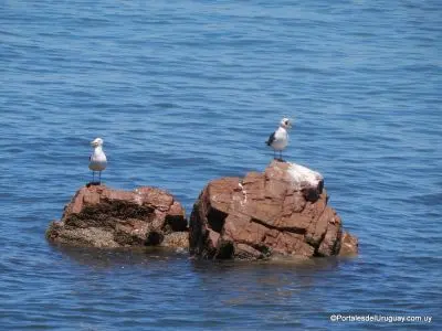 Gaviotas en Punta Fría