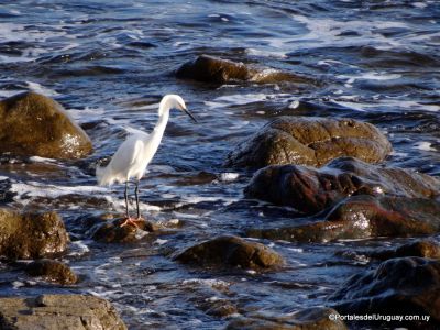 Garza en Punta Fría