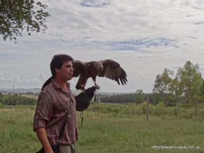 Eco cetrería en Eco Parque Aventura - Piriápolis