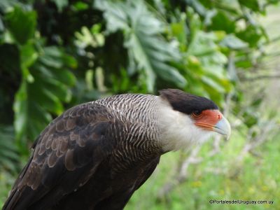 Eco cetrería en Eco Parque Aventura - Piriápolis