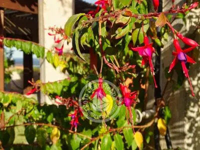 Complejo Oasis del Sol Punta del Diablo
