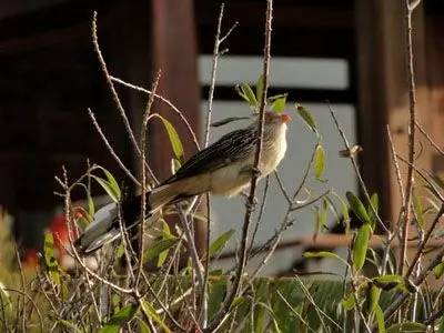 Casa Nativos - Casa Punta del Diablo