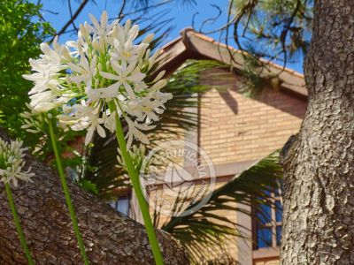 Casa Araucaria Punta del Diablo