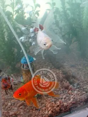 Complejo Santa María Punta del Diablo