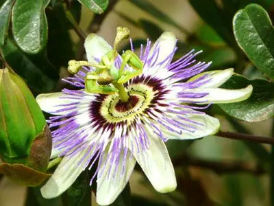 Posada Nativos Punta del Diablo