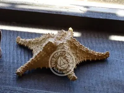 Cabaña Mar del Este Punta del Diablo