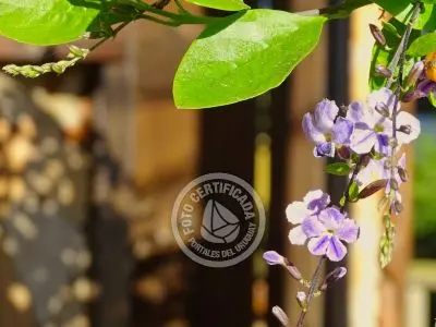 Cabin La Caracola. Punta del Diablo