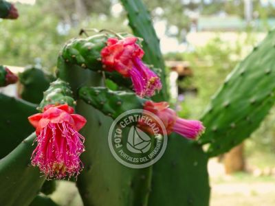 Villa Alchimia y Africa Punta del Diablo