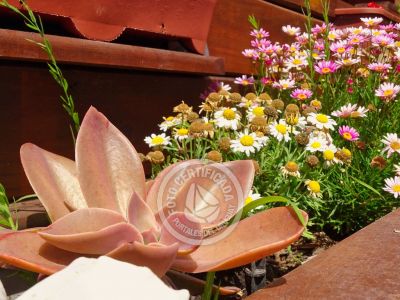 Cabaña En el sur me quedo - Estrellas Punta del Diablo