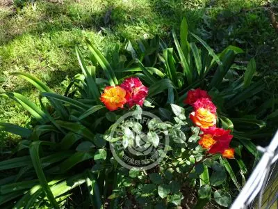 Inmobiliaria Inmobiliaria Gerali Punta del Diablo