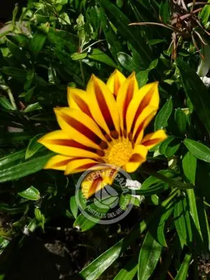 Inmobiliaria Inmobiliaria Gerali Punta del Diablo