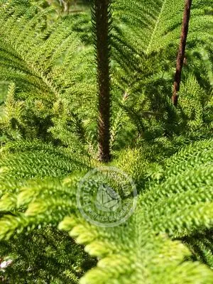 Inmobiliaria Inmobiliaria Gerali Punta del Diablo