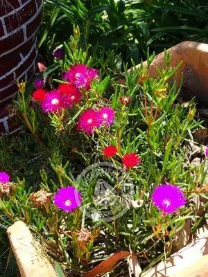 Inmobiliaria Inmobiliaria Gerali Punta del Diablo