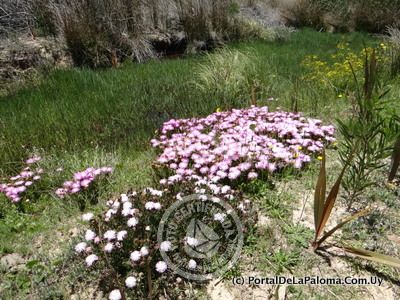 Casa El Lugar La Paloma