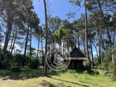 Brujilda - La Paloma