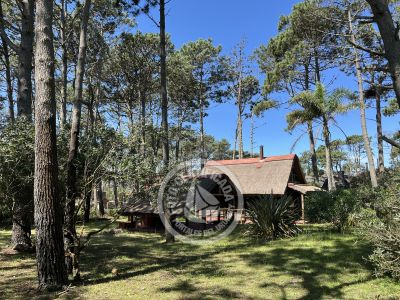 Brujilda - La Paloma