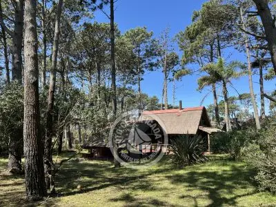 Brujilda - La Paloma