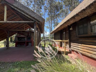 Brujilda - La Paloma