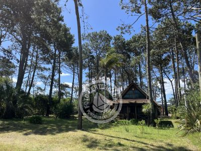 Brujilda - La Paloma