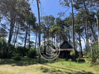 Brujilda - La Paloma