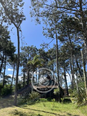 Brujilda - La Paloma