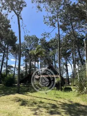 Brujilda - La Paloma