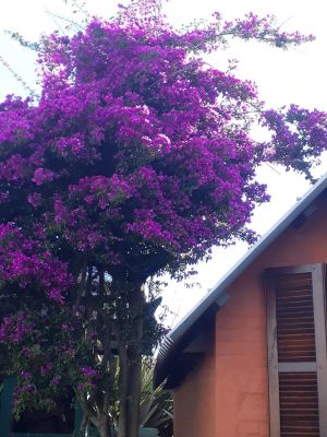 House Dolce Vita (La Pedrera) La Pedrera