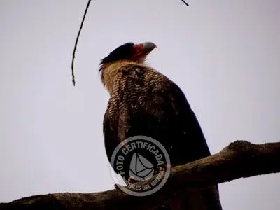 Passeio e Atividades Subida al Cerro Pan de Azúcar Piriápolis