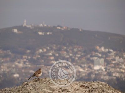 Passeio e Atividades Subida al Cerro Pan de Azúcar Piriápolis