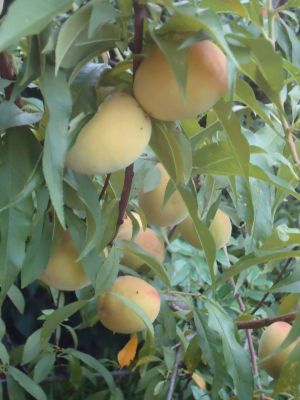 Restaurant El Ranchonda Punta Negra