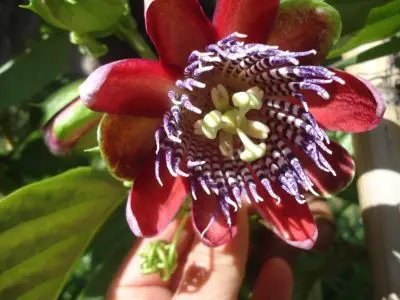 Restaurant El Ranchonda Punta Negra