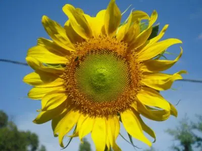 Restaurant El Ranchonda Punta Negra