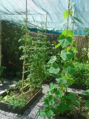 Restaurant El Ranchonda Punta Negra