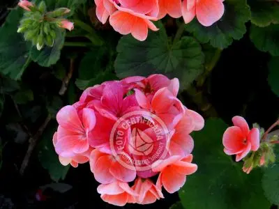 Country Inn Marinas del Riachuelo Colonia Beach resorts