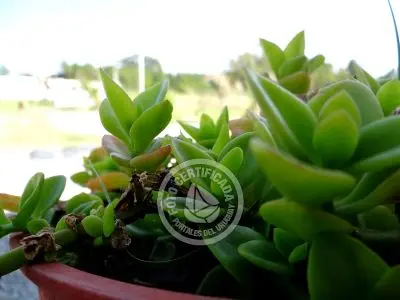 Country Inn Marinas del Riachuelo Colonia Beach resorts