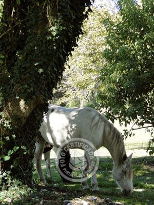 Hotel Nirvana Nueva Helvecia