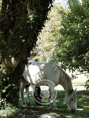 Hotel Nirvana Nueva Helvecia