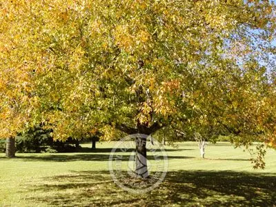 Hotel Nirvana Nueva Helvecia