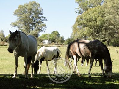 Hotel Nirvana Nueva Helvecia